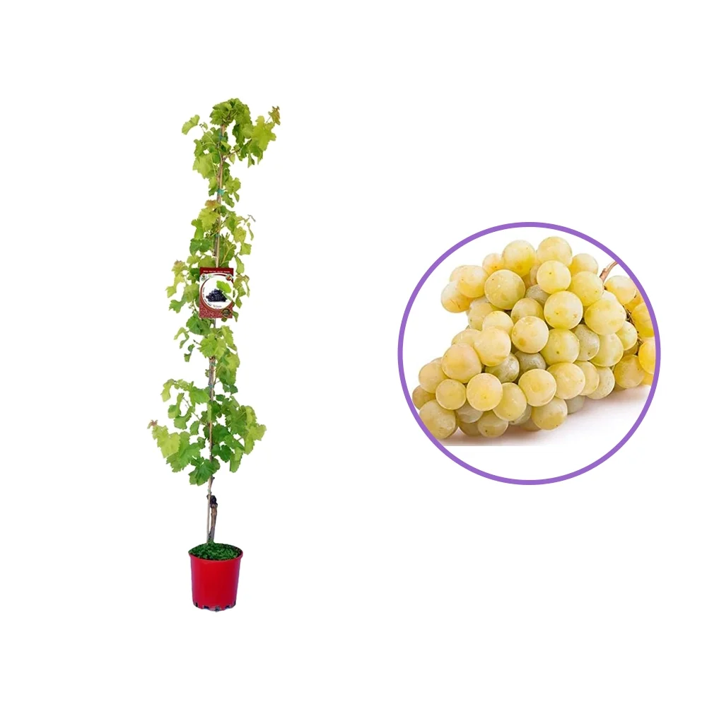 Vita de Vie (Vitis vinifera) Sultanina Bianca, cu struguri mari albi, 2 pe rod