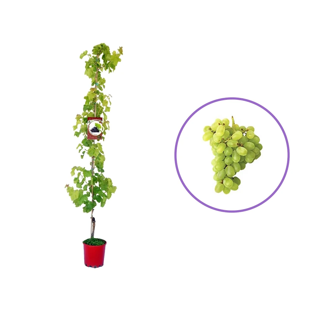Vita de Vie (Vitis vinifera) Superior, fara samburi, cu struguri mari albi, 2 pe rod