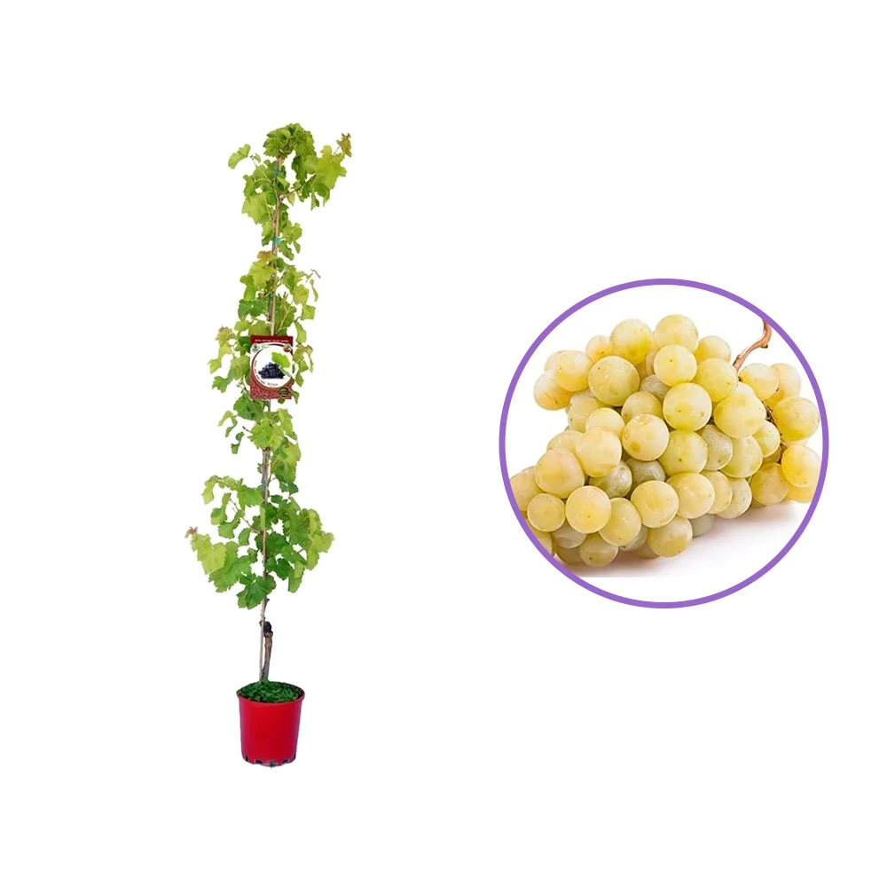 Vita de Vie (Vitis vinifera) Vittoria, cu struguri mari albi, 2 pe rod