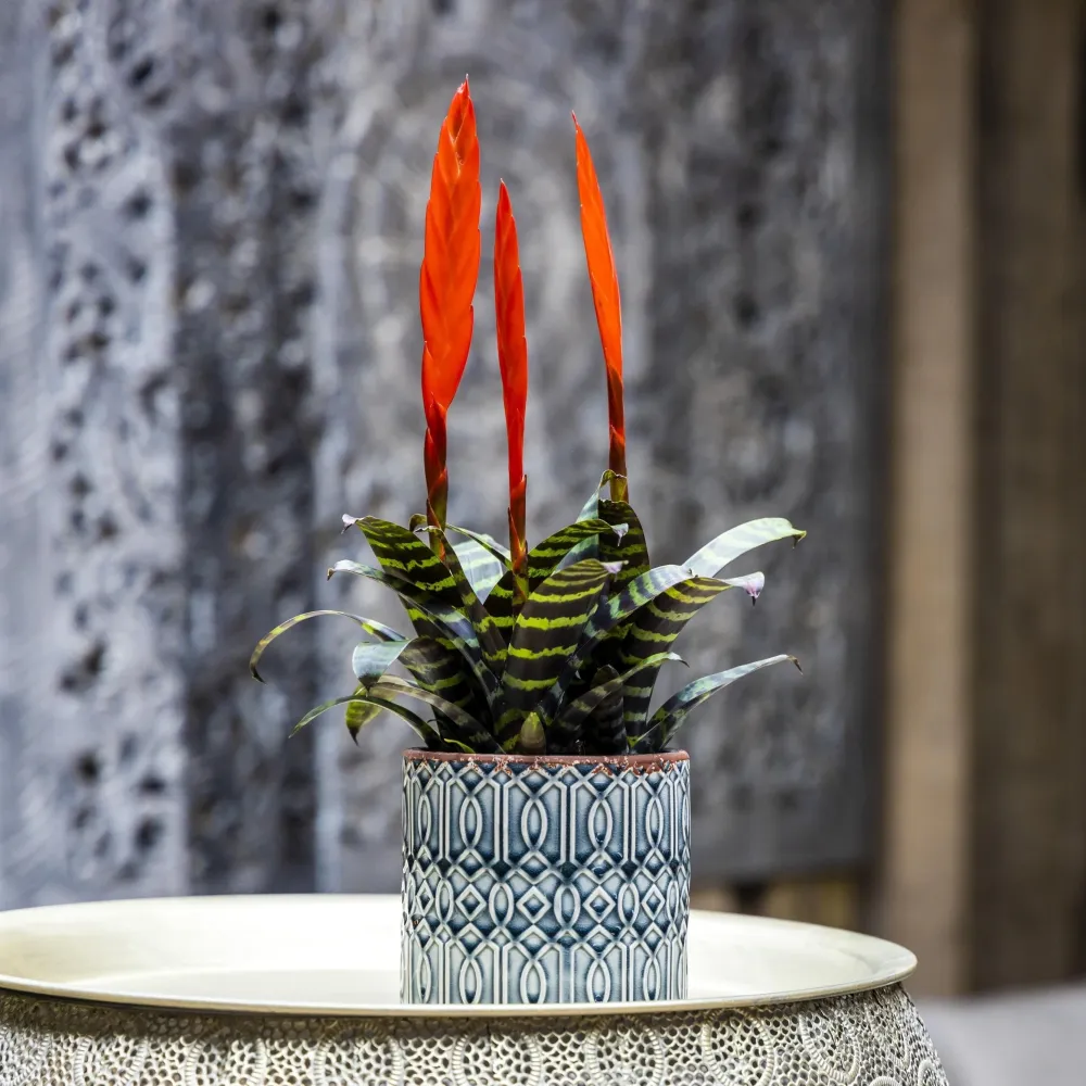 Vriesea 'Era' (Flaming Sword) - 3 plante/ghiveci