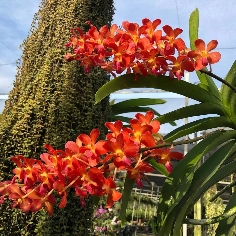 Waironara Tango Fire, AM/AOS (Perr. Bangkok Sunset × Renanthera storiei) parfumata