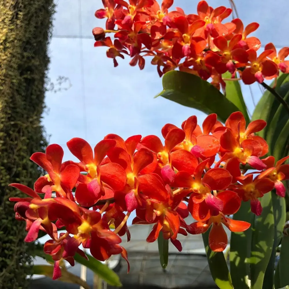 Waironara Tango Fire, AM/AOS (Perr. Bangkok Sunset × Renanthera storiei) parfumata
