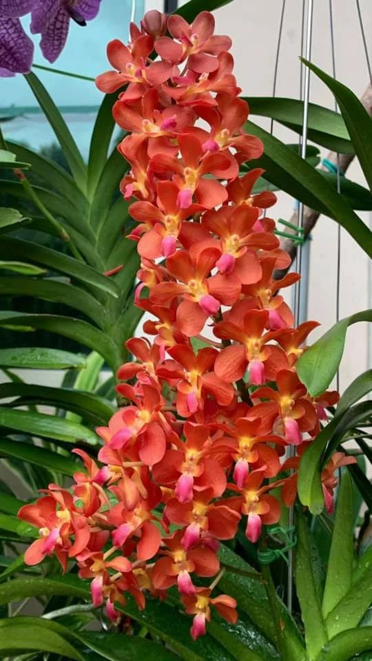 Waironara Tango Fire, AM/AOS (Perr. Bangkok Sunset × Renanthera storiei) parfumata