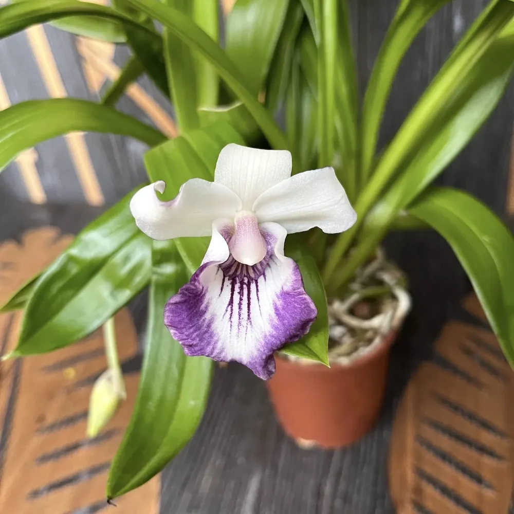 Warczewiczella discolor (Cochleanthes discolor) mix - specie botanica