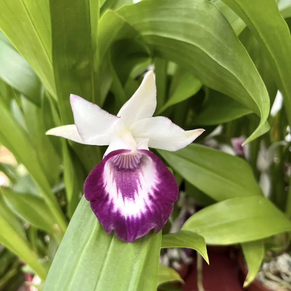 Warczewiczella discolor (Cochleanthes discolor) mix - specie botanica