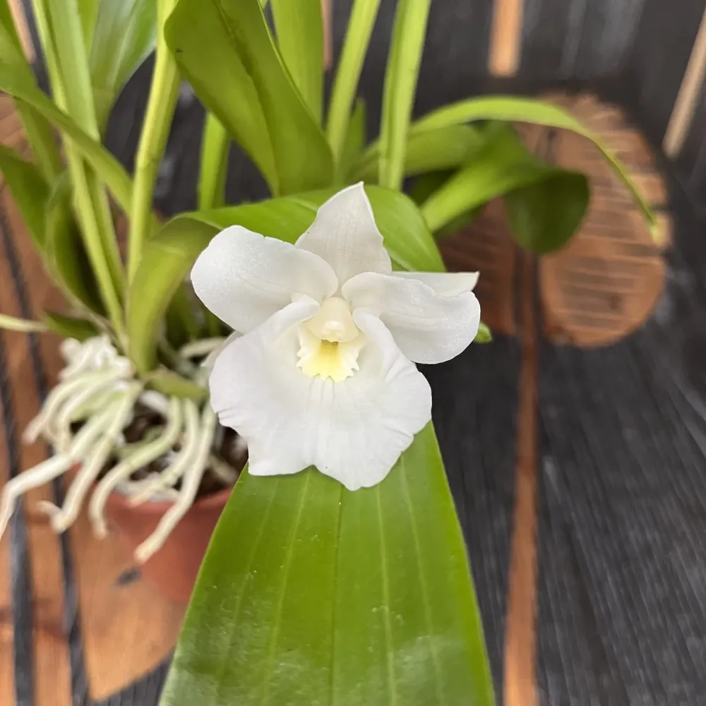 Warczewiczella discolor (Cochleanthes discolor) mix - specie botanica