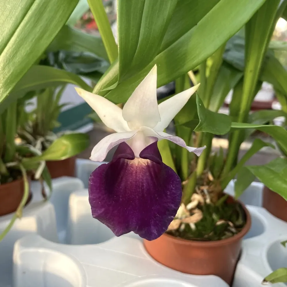 Warczewiczella discolor (Cochleanthes discolor) mix - specie botanica