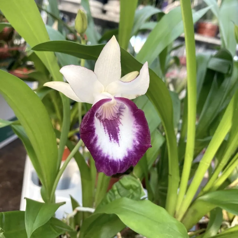 Warczewiczella discolor (Cochleanthes discolor) mix - specie botanica