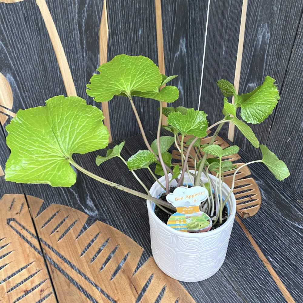 Wasabi japonica (Hrean Japonez)