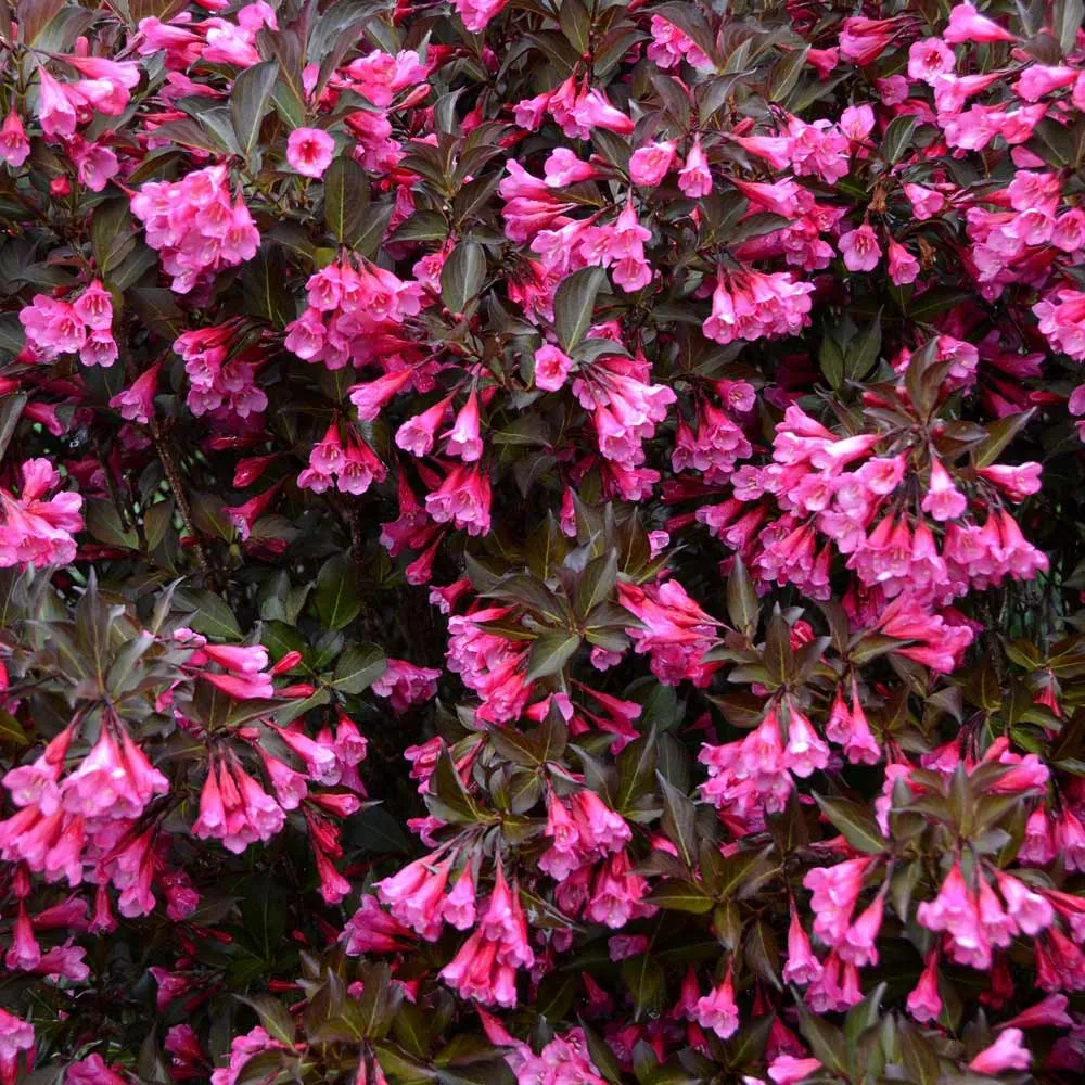 Weigela florida 'Alexandra' (Weigela 'Wine and Roses')