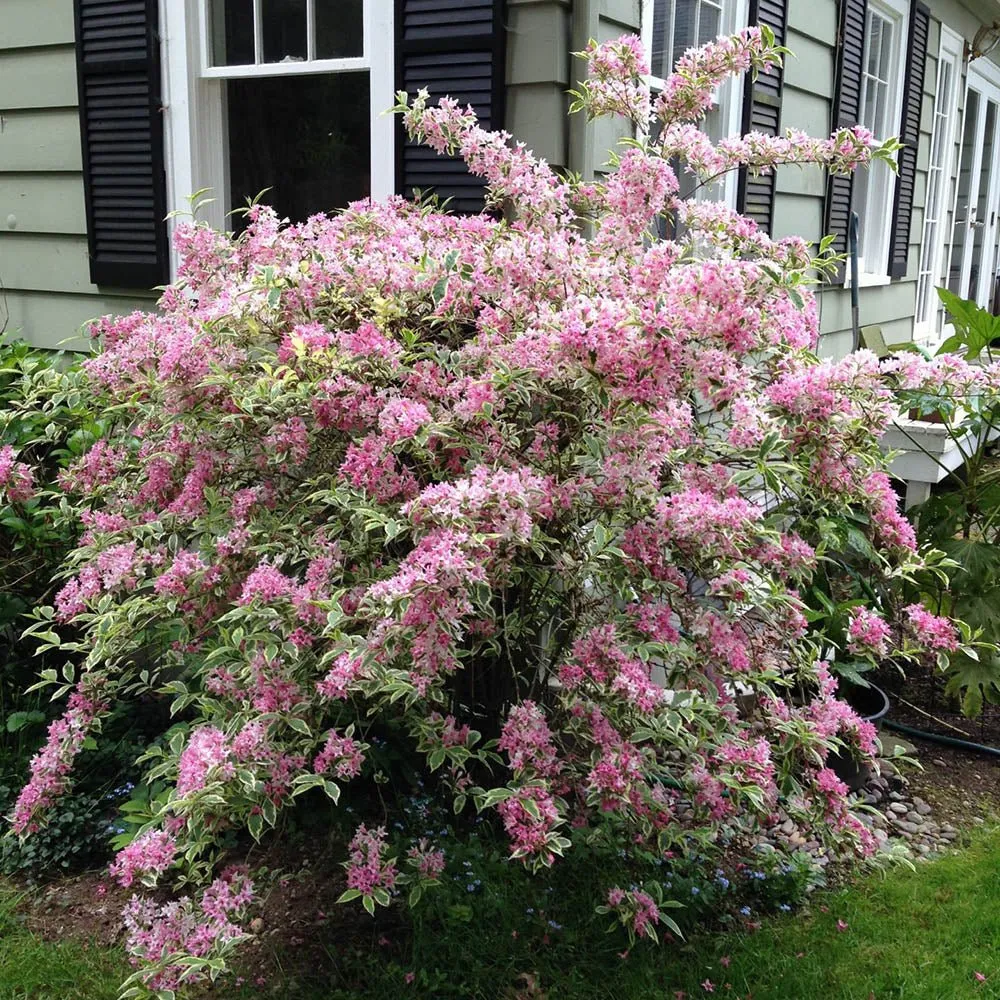 Weigela Florida Variegata, arbust decorativ cu frunze pestrite si flori roz, ramuri arcuite curgatoare