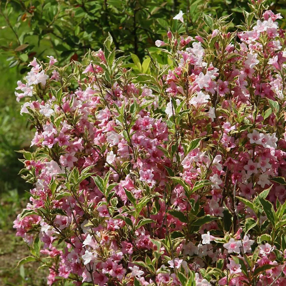 Weigela Florida Variegata, arbust decorativ cu frunze pestrite si flori roz, ramuri arcuite curgatoare
