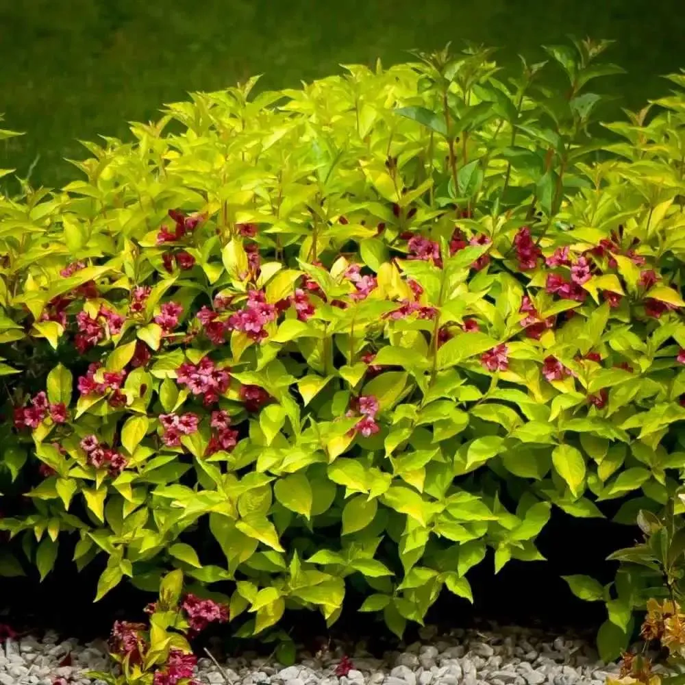 Weigela Looymansii Aurea, arbust decorativ cu frunze galbene, flori roz abundente, rezistenta la ger, ideal pentru gard vi...