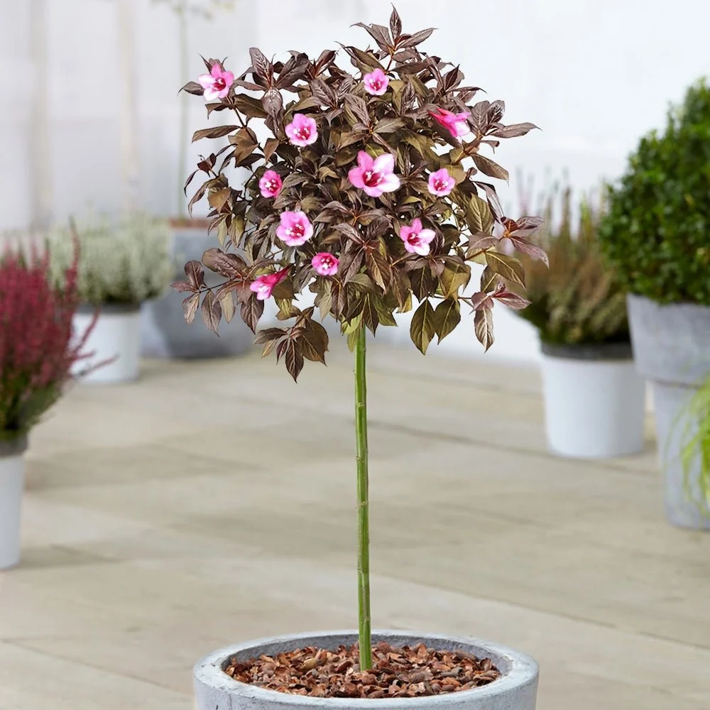 Weigela Minor Black, tip copac, frunzis purpuriu si flori roz, rezistenta frig, crestere moderata