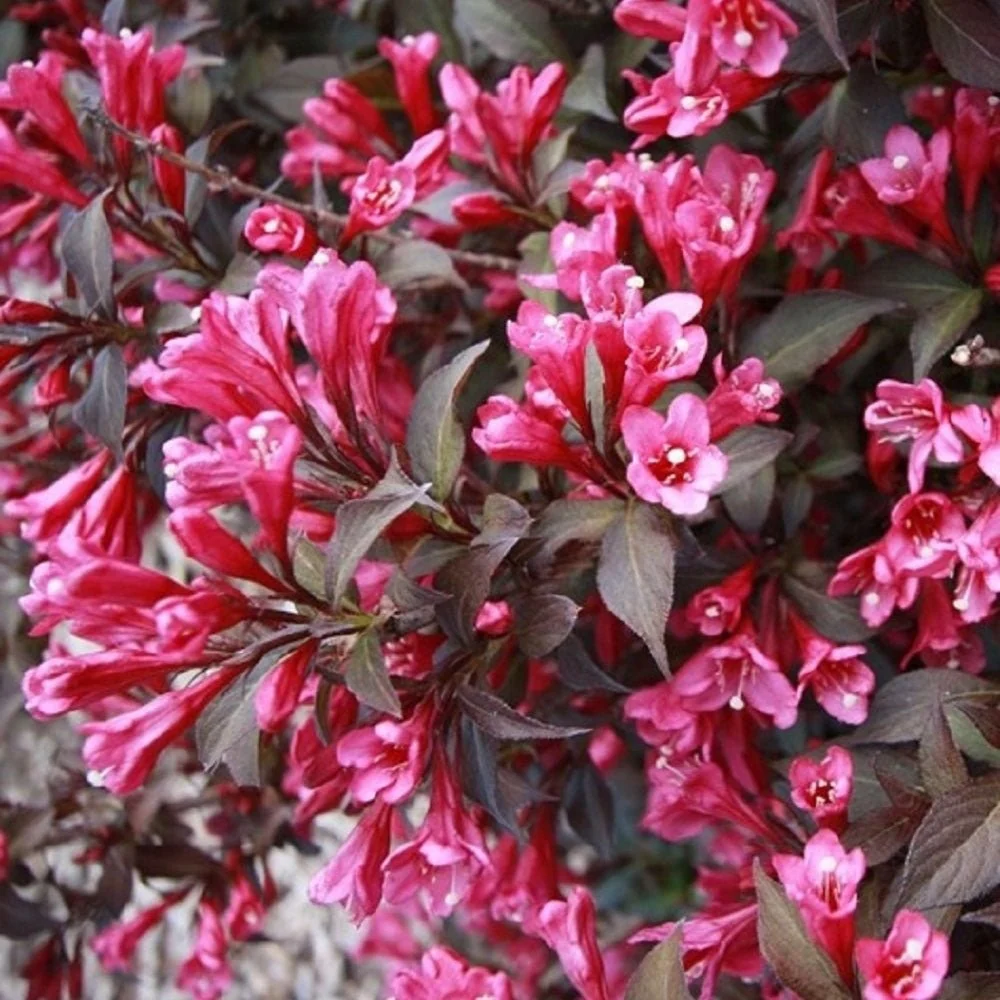 Weigela Minor Black, tip copac, frunzis purpuriu si flori roz, rezistenta frig, crestere moderata