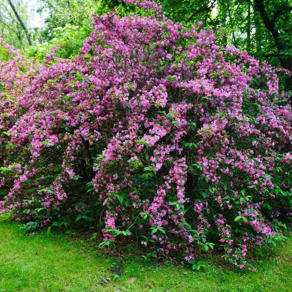 Weigela Minuet, arbust decorativ cu flori roz violet, inflorire abundenta, rezistenta la frig