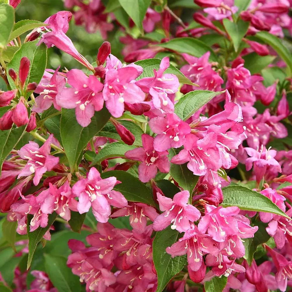 Weigela Minuet, arbust decorativ cu flori roz violet, inflorire abundenta, rezistenta la frig