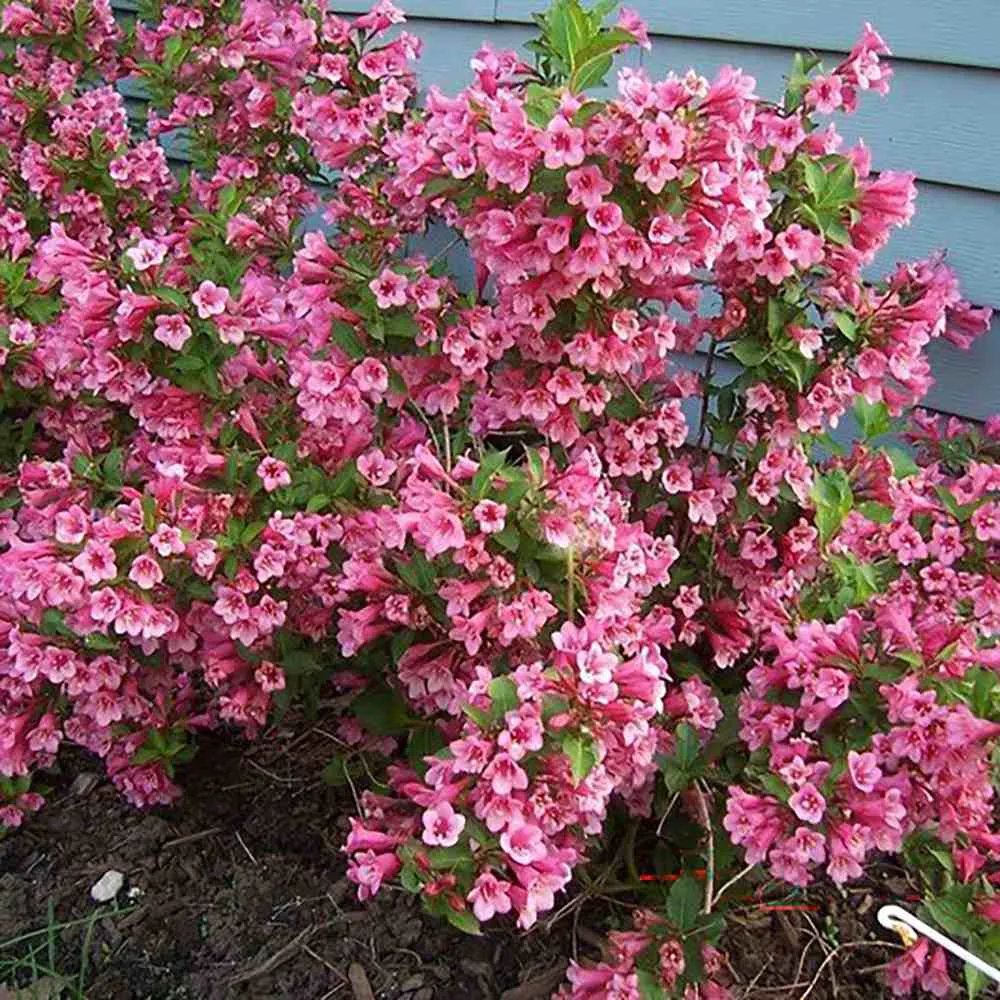 Weigela Minuet, arbust decorativ cu flori roz violet, inflorire abundenta, rezistenta la frig