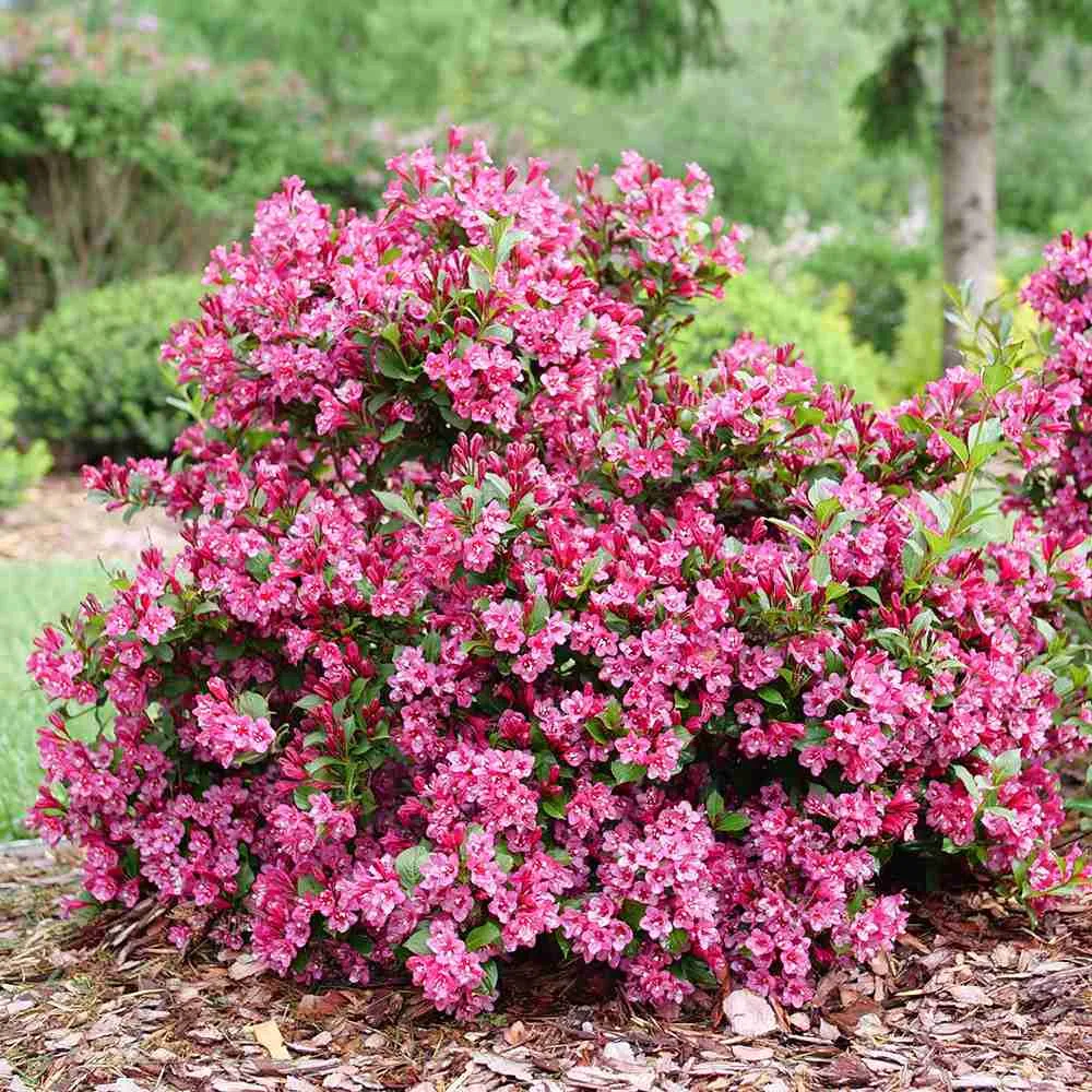 Weigela Minuet, arbust decorativ cu flori roz violet, inflorire abundenta, rezistenta la frig