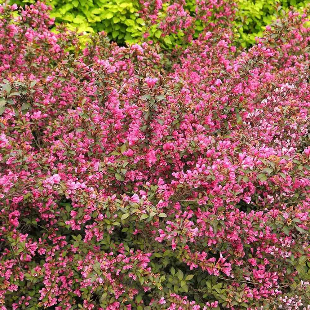 Weigela Minuet, arbust decorativ cu flori roz violet, inflorire abundenta, rezistenta la frig