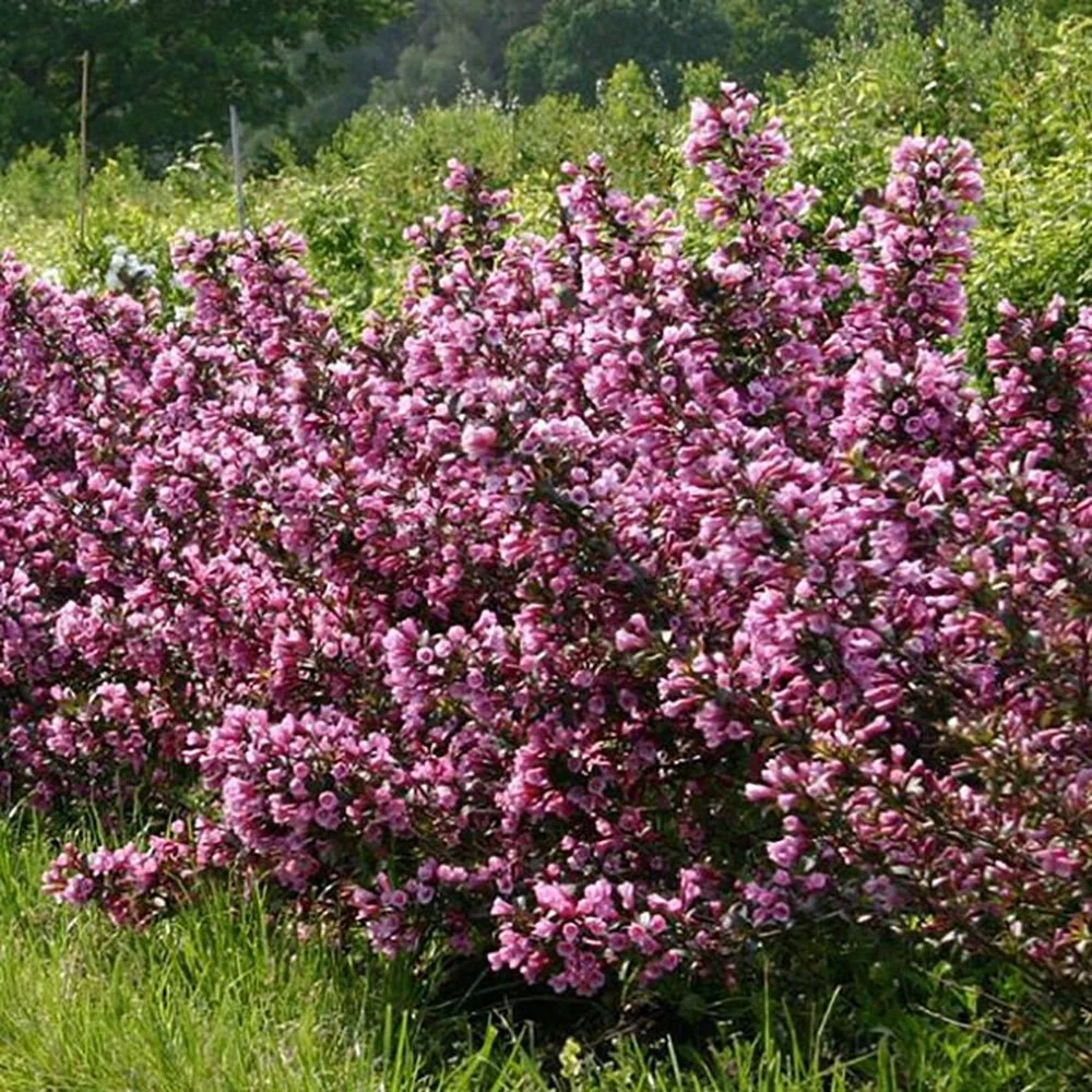 Weigela Purpurea, arbust decorativ cu frunze purpurii si flori roz, rezistenta la frig, crestere moderata