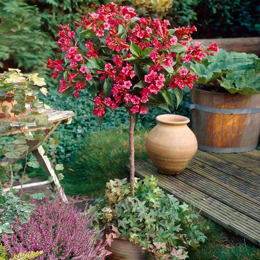Weigela Red Prince, cu flori rosii, tip copac cu flori rosii intense, rezistenta iarna, crestere rapida