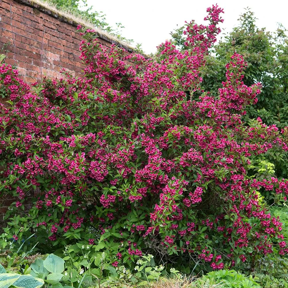 Weigela Victoria burgundiu, arbust decorativ cu flori roz rosiatice, inflorire abundenta, rezistent la frig