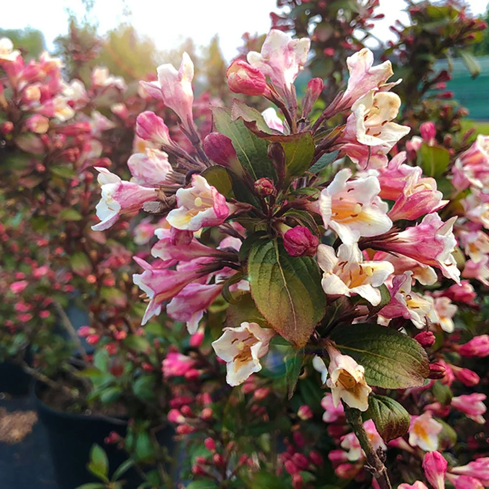 Weigela Vintage Love, arbust decorativ cu flori rosu intens, inflorire abundenta, rezistenta la frig