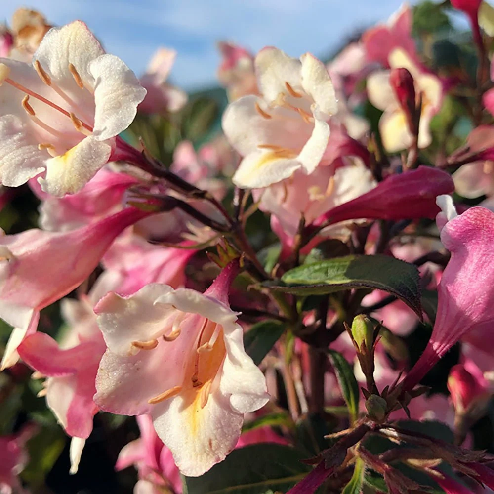 Weigela Vintage Love, arbust decorativ cu flori rosu intens, inflorire abundenta, rezistenta la frig