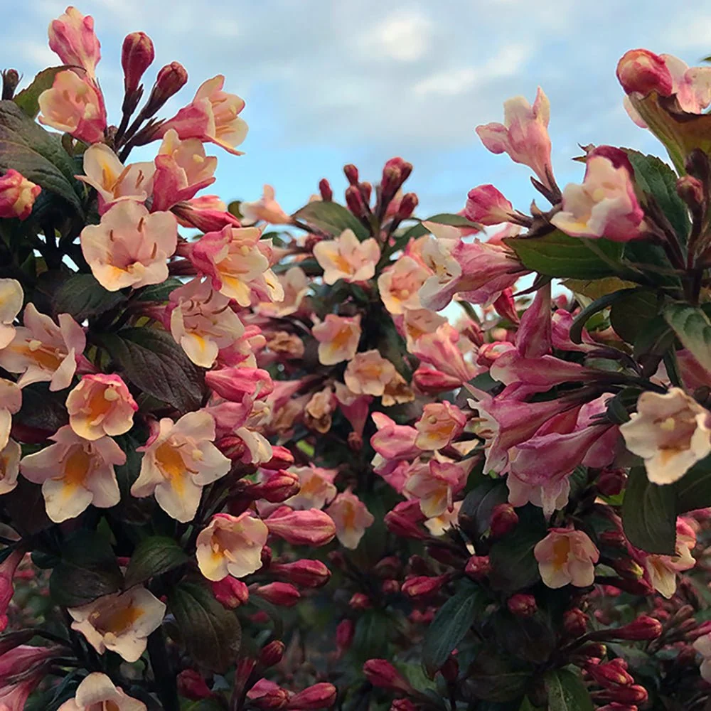 Weigela Vintage Love, arbust decorativ cu flori rosu intens, inflorire abundenta, rezistenta la frig