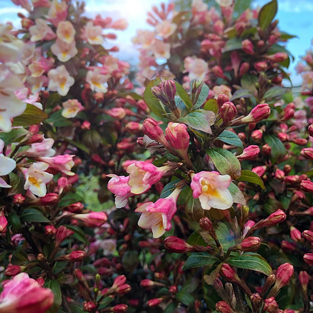 Weigela Vintage Love, arbust decorativ cu flori rosu intens, inflorire abundenta, rezistenta la frig