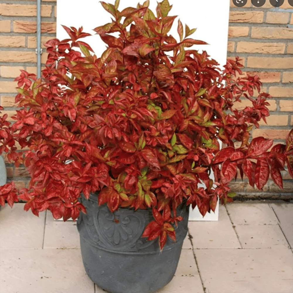 Weigela Wings Fire, arbust decorativ cu frunzis rosu aprins, flori roz, rezistenta iarna