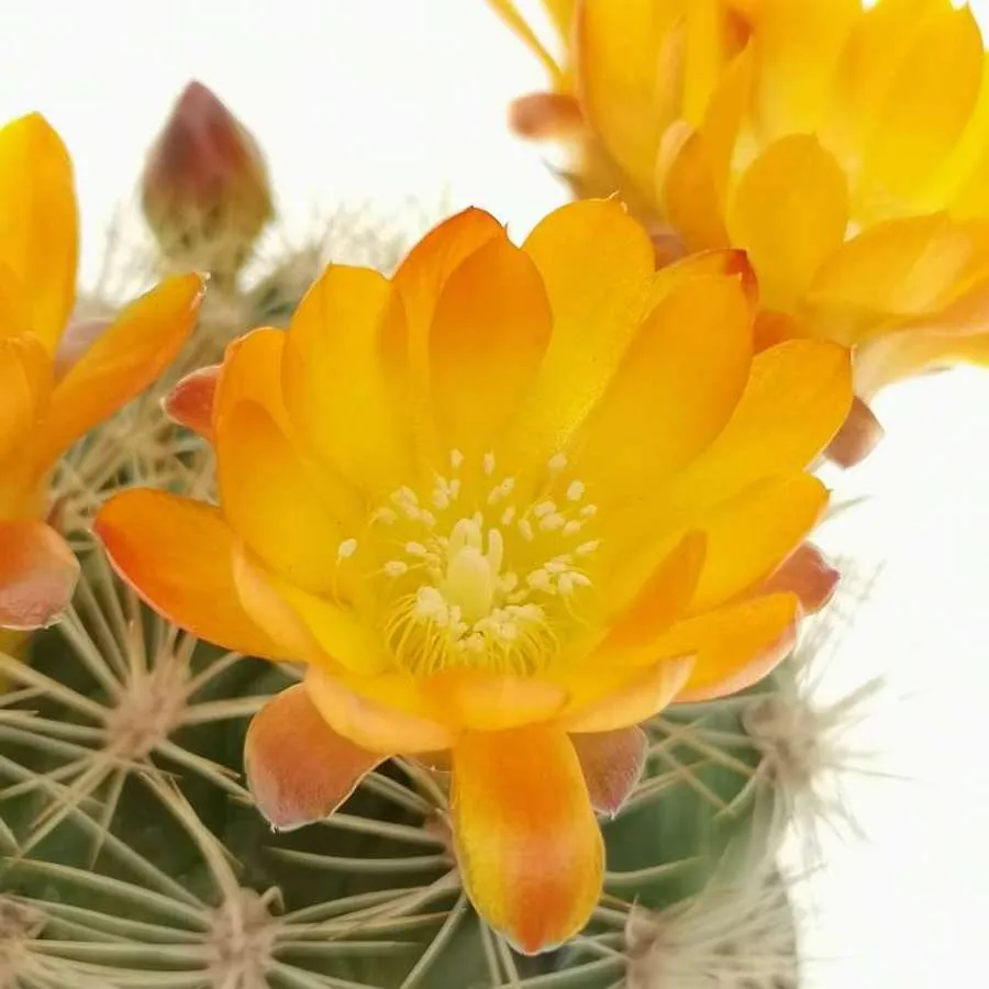 Weingartia lanata