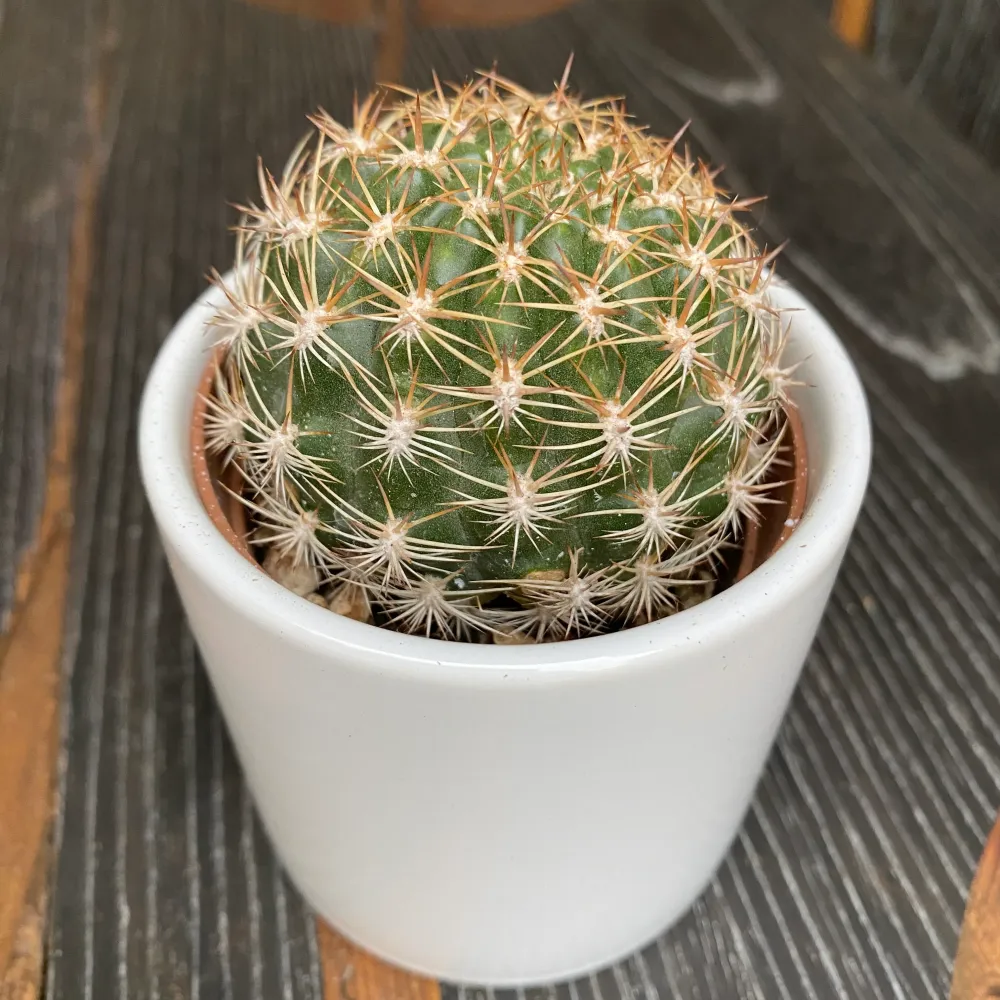 Weingartia lanata