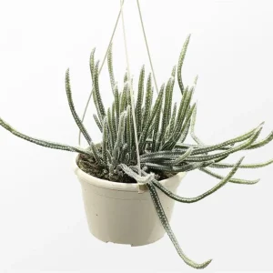Wilcoxia ssp.