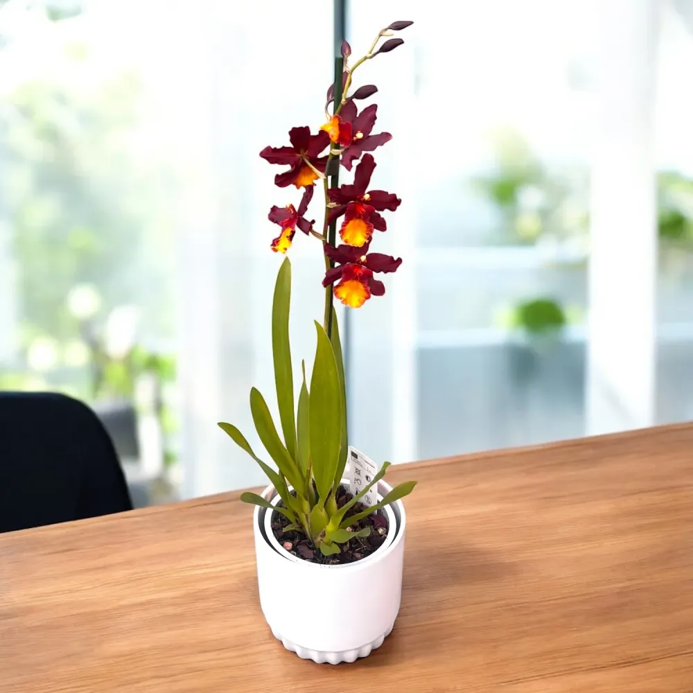 Wilsonara Aloha Sparks 'Ruby Eyes'
