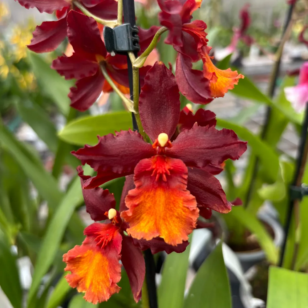 Wilsonara Aloha Sparks 'Ruby Eyes'
