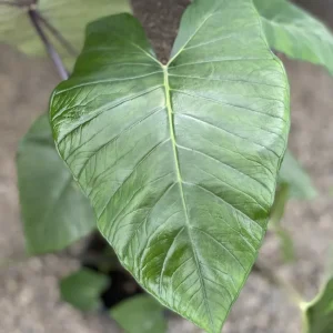 Xanthosoma sagittifolium ‘Frozen Planet’ - 3plante/ghiveci