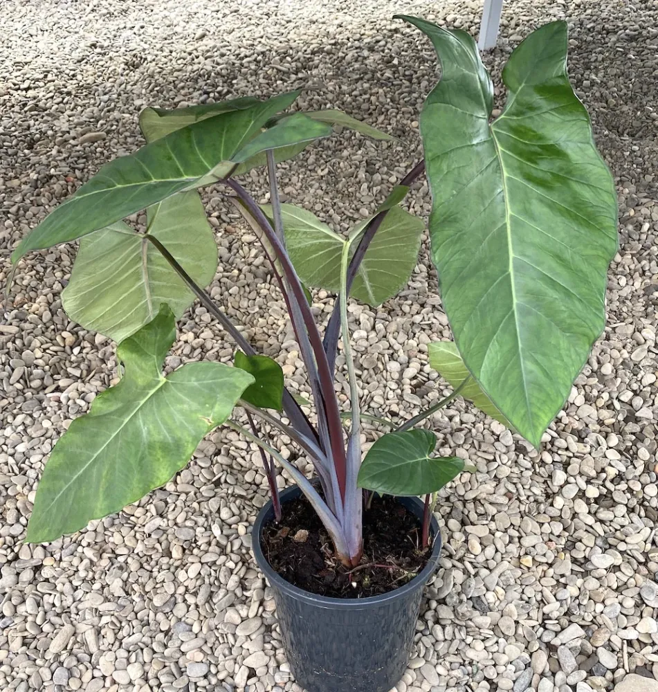 Xanthosoma sagittifolium ‘Frozen Planet’ - 3plante/ghiveci