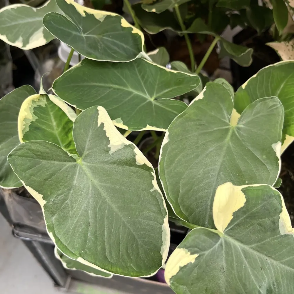 Xanthosoma sagittifolium 'Variegatum Monstrosum' (Alocasia 'Mickey Mouse')