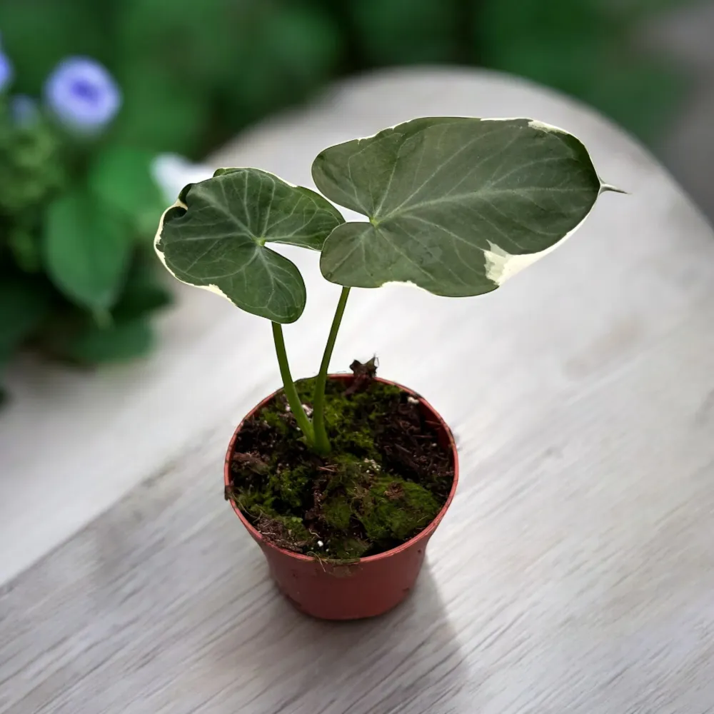 Xanthosoma sagittifolium 'Variegatum Monstrosum' (Alocasia 'Mickey Mouse')