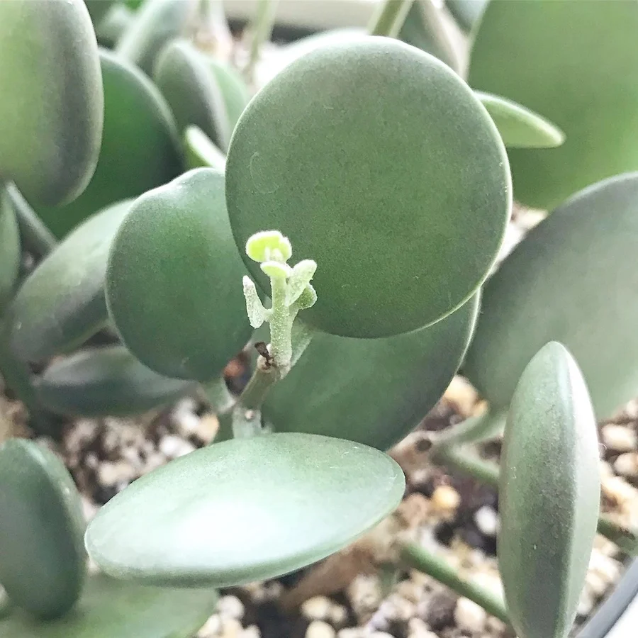 Xerosicyos danguyi (Silver Dollar Plant)