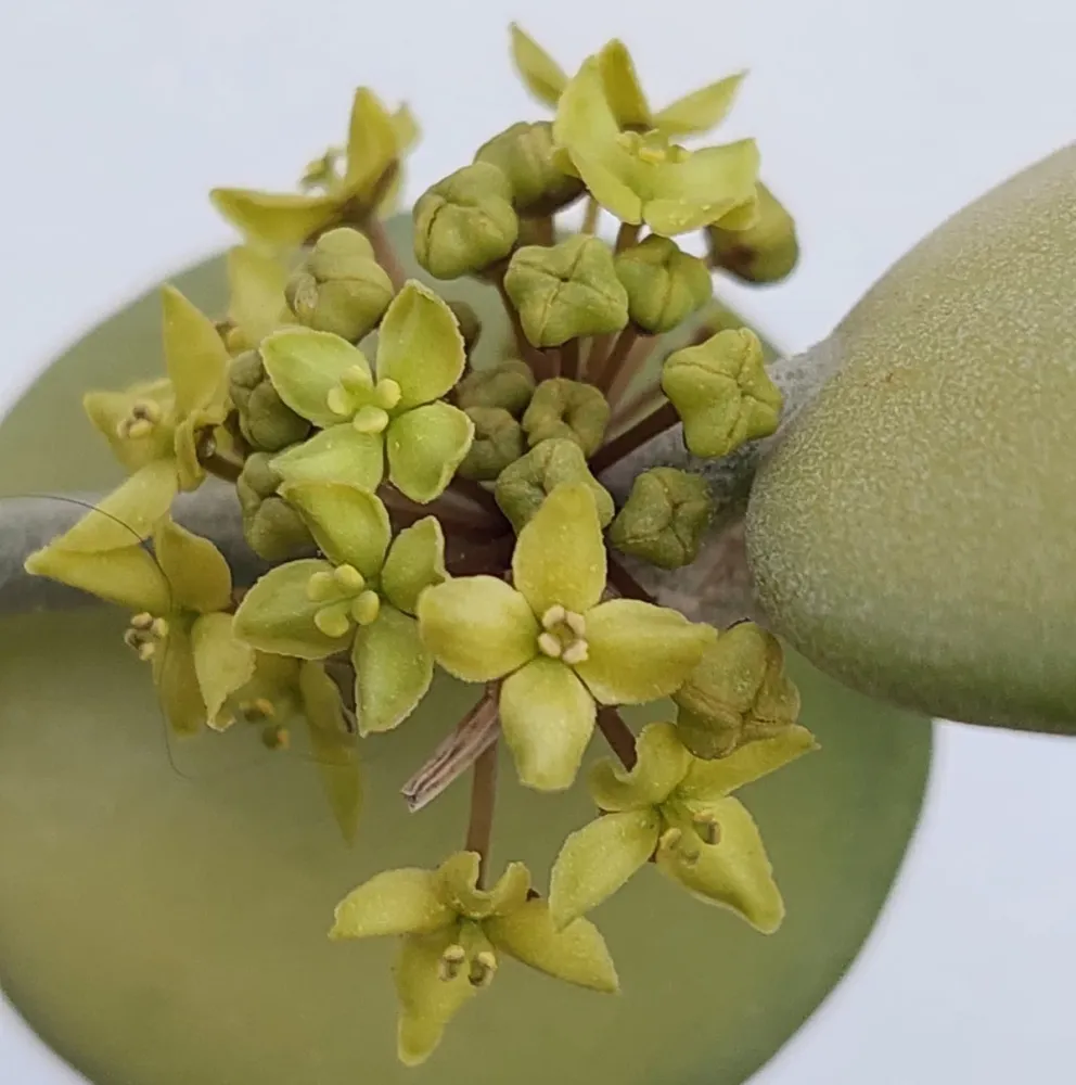 Xerosicyos danguyi (Silver Dollar Plant)