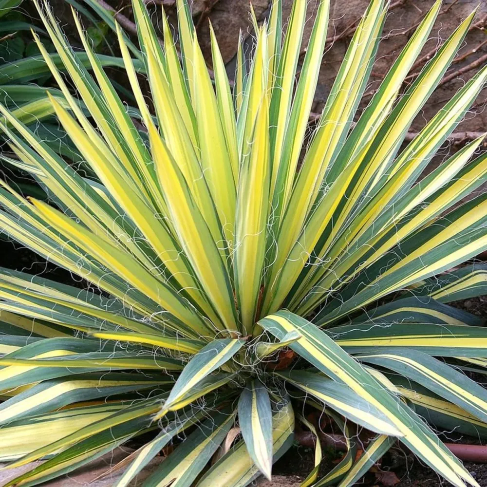 Yucca filamentosa 'Color Guard' (de gradina)