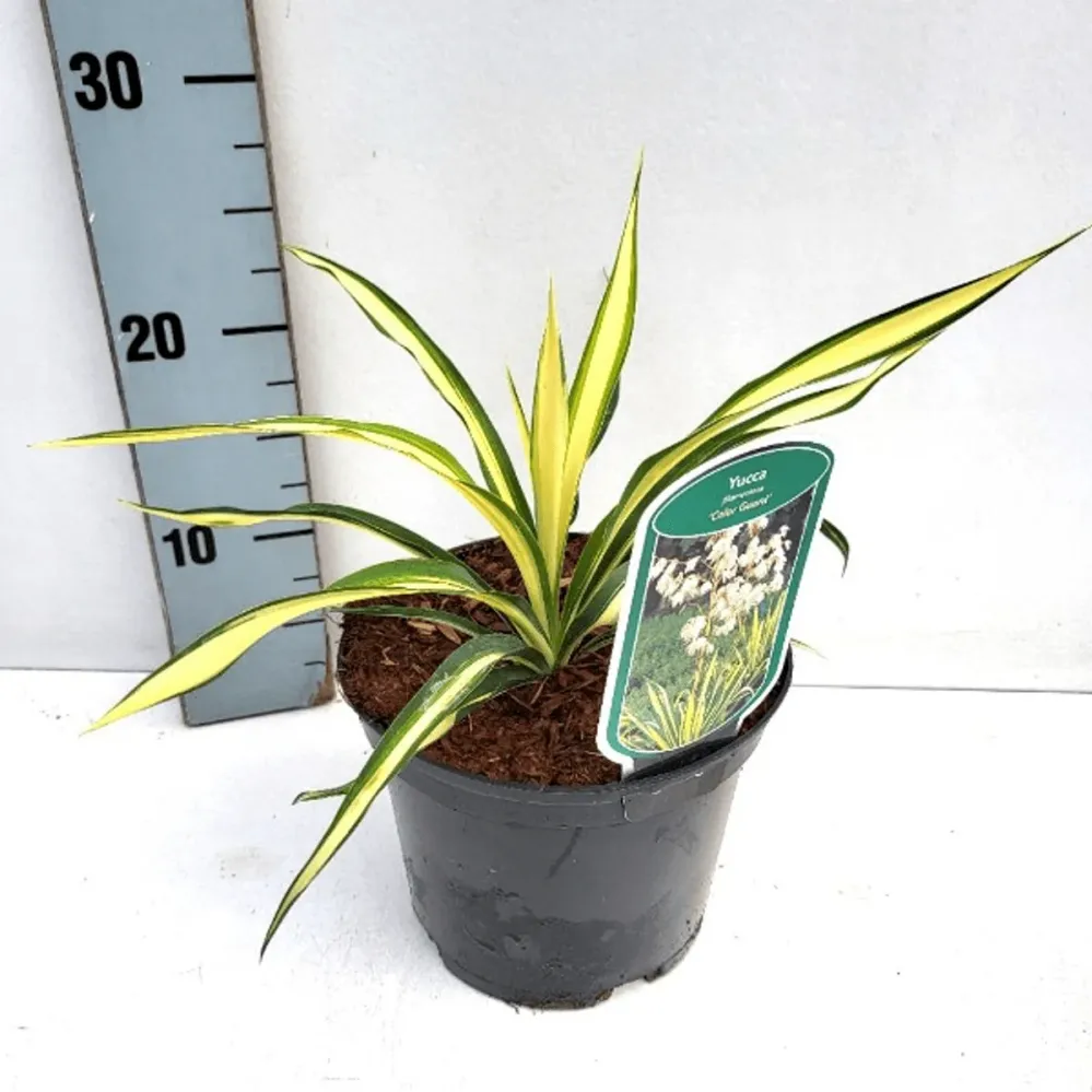 Yucca filamentosa 'Color Guard' (de gradina)