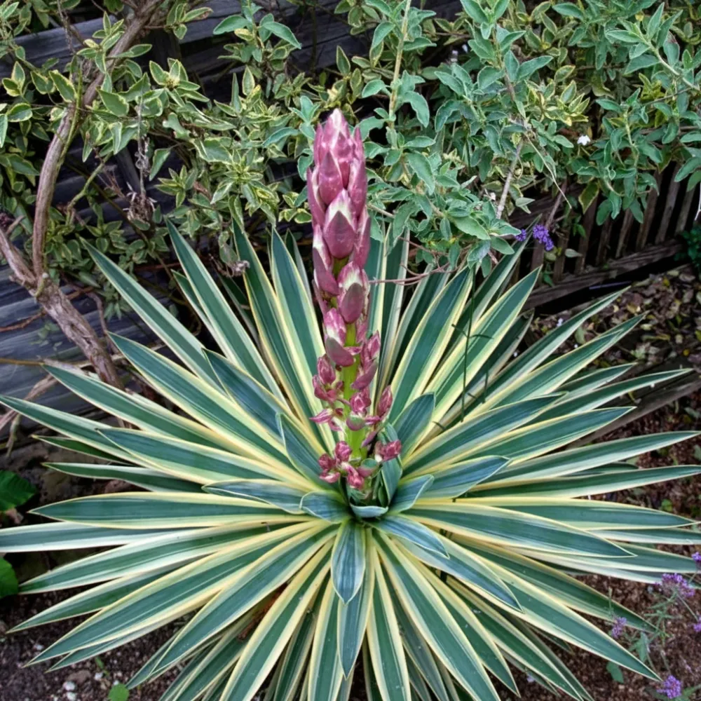 Yucca de gradina - yucca gloriosa variegata