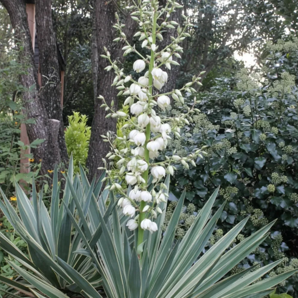 Yucca de gradina - yucca gloriosa variegata