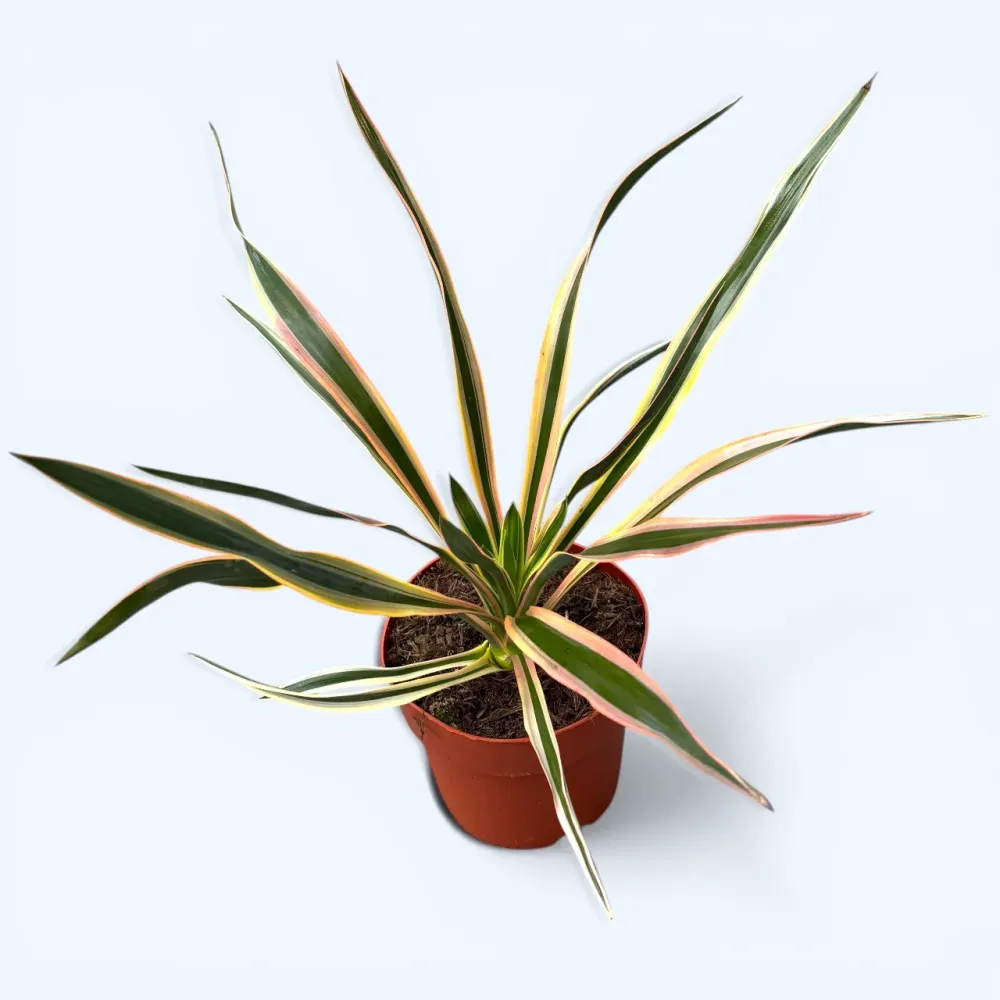 Yucca de gradina - yucca gloriosa variegata