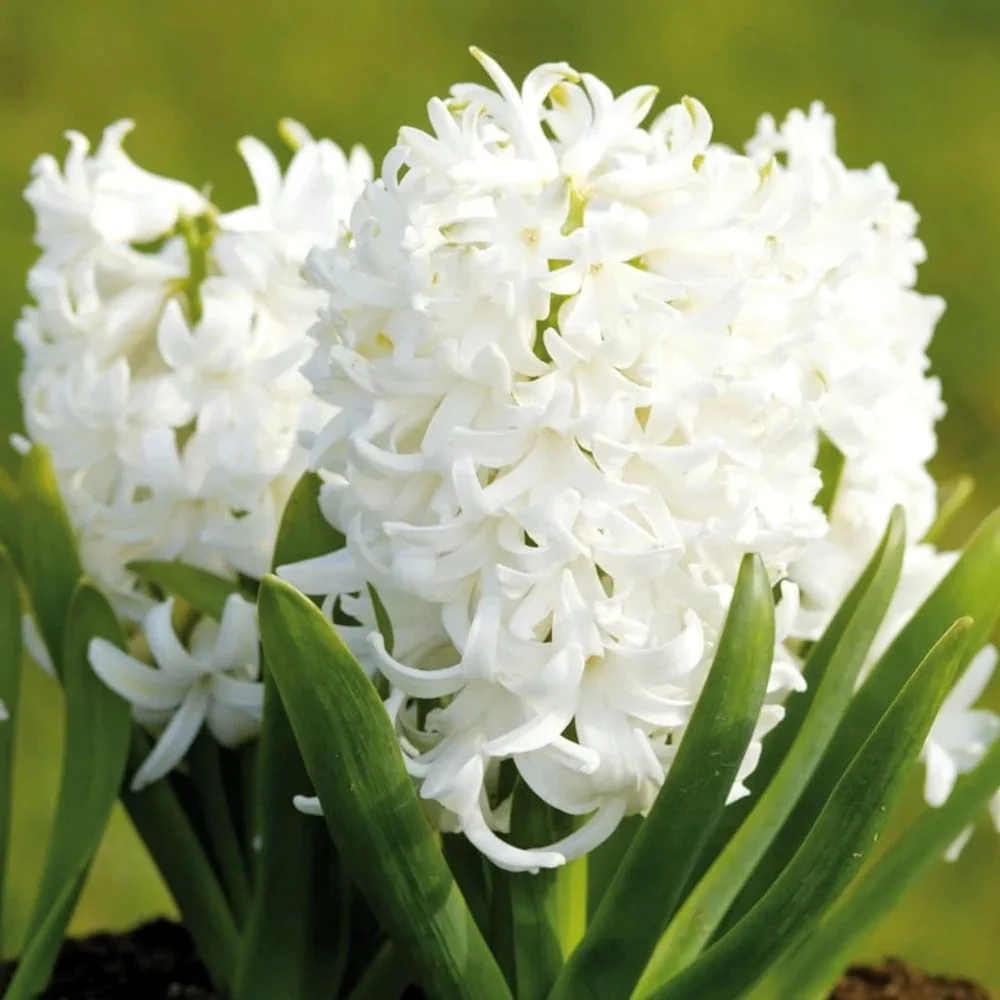 Zambile albe - Hyacinthus orientalis 'Pearl White' D12