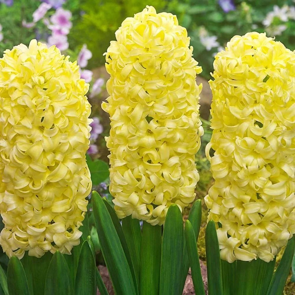 Zambile galbene D12 - Hyacinthus orientalis 'Gipsy Princess' (Yellowstone) 3 bulbi/ghiveci